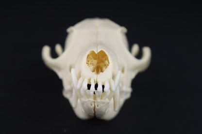 Red Fox Skull