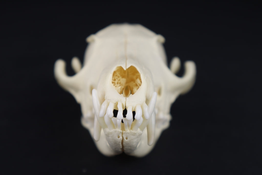 Red Fox Skull