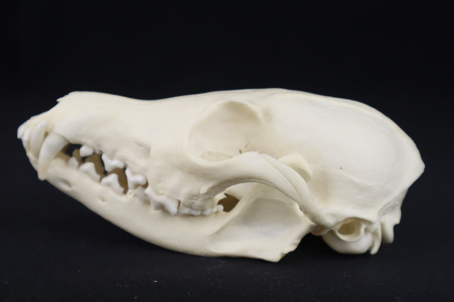 Red Fox Skull