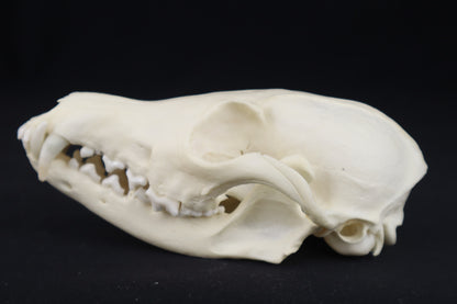 Red Fox Skull