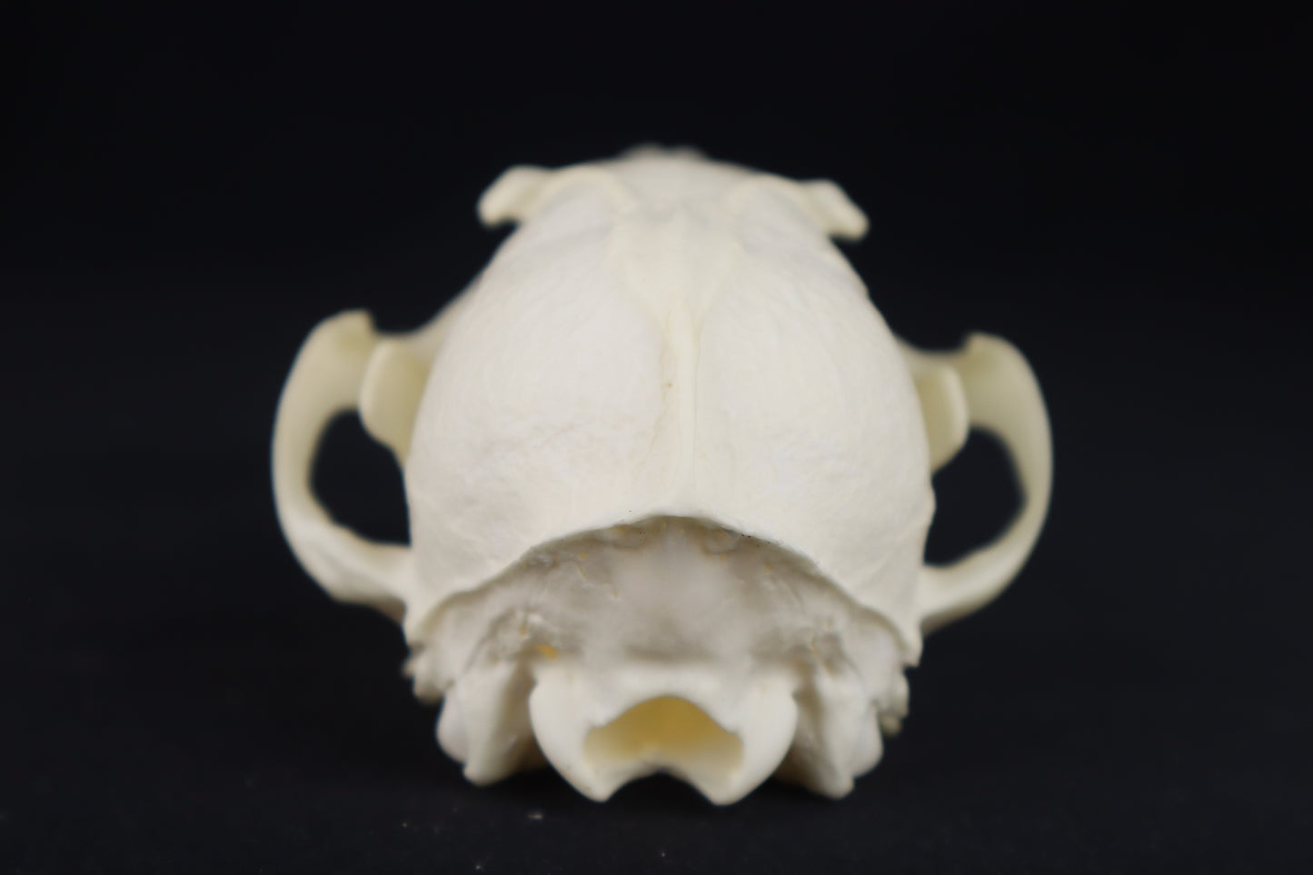 Red Fox Skull