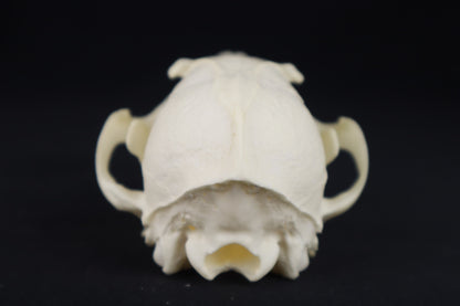 Red Fox Skull