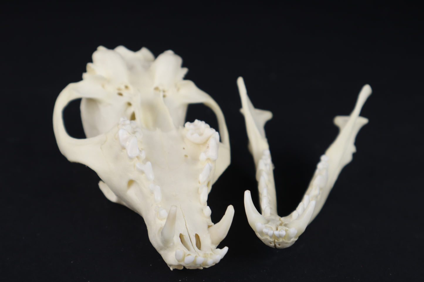 Red Fox Skull