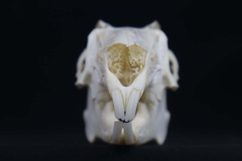 Jack Rabbit Skull