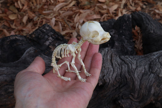 Articulated Stillborn Chihuahua Skeleton