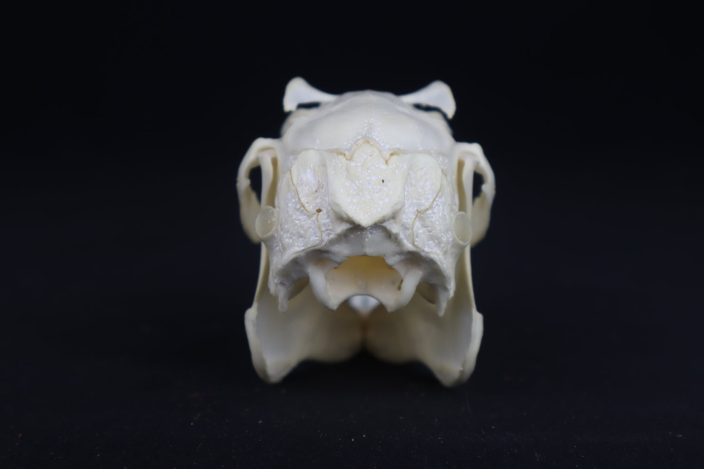 Jack Rabbit Skull