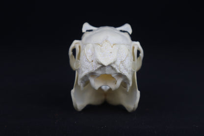 Jack Rabbit Skull