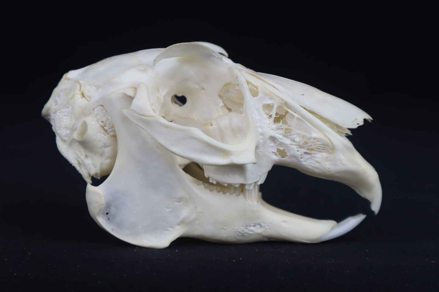 Jack Rabbit Skull