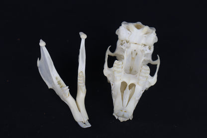 Jack Rabbit Skull