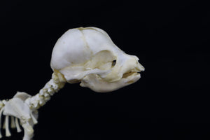 Articulated Stillborn Chihuahua Skeleton