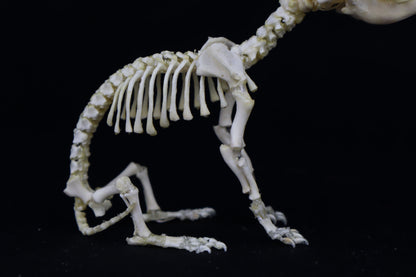 Articulated Stillborn Chihuahua Skeleton