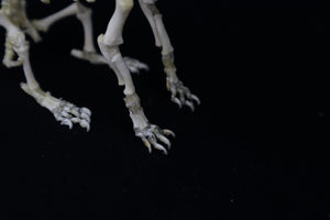 Articulated Stillborn Chihuahua Skeleton