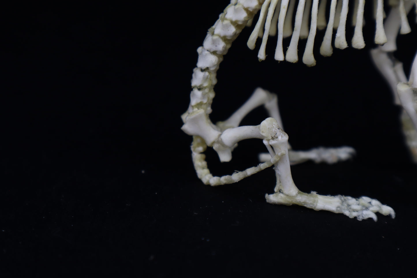 Articulated Stillborn Chihuahua Skeleton