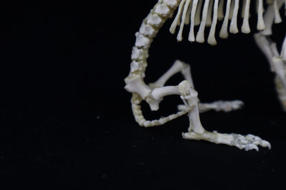 Articulated Stillborn Chihuahua Skeleton