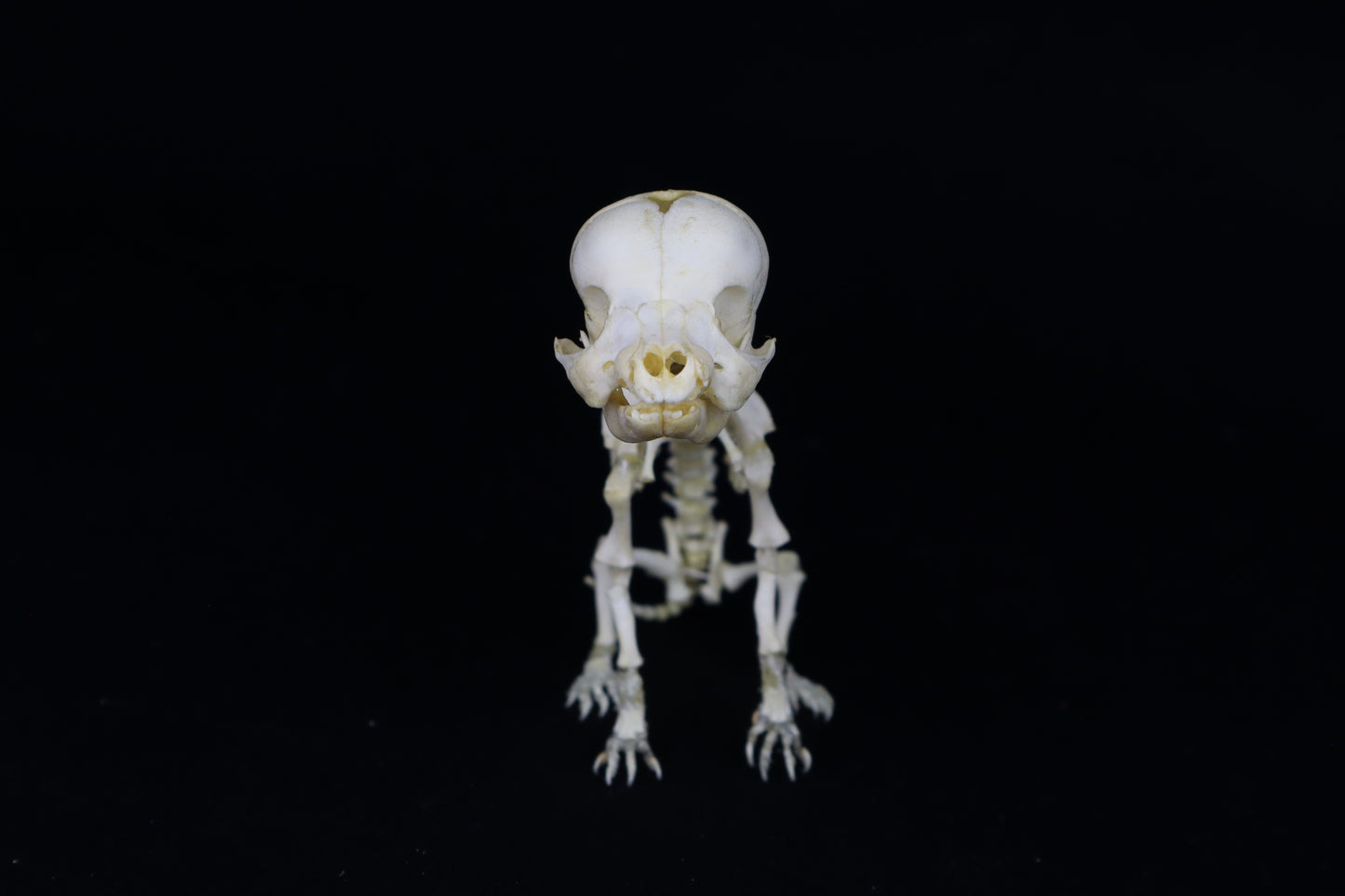 Articulated Stillborn Chihuahua Skeleton
