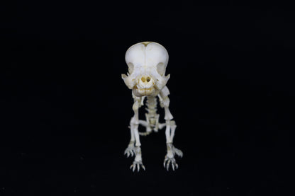 Articulated Stillborn Chihuahua Skeleton