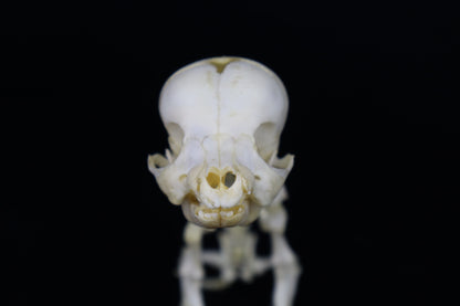 Articulated Stillborn Chihuahua Skeleton