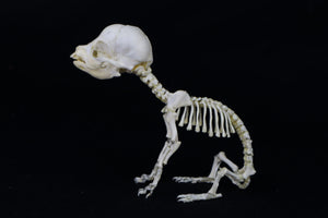 Articulated Stillborn Chihuahua Skeleton