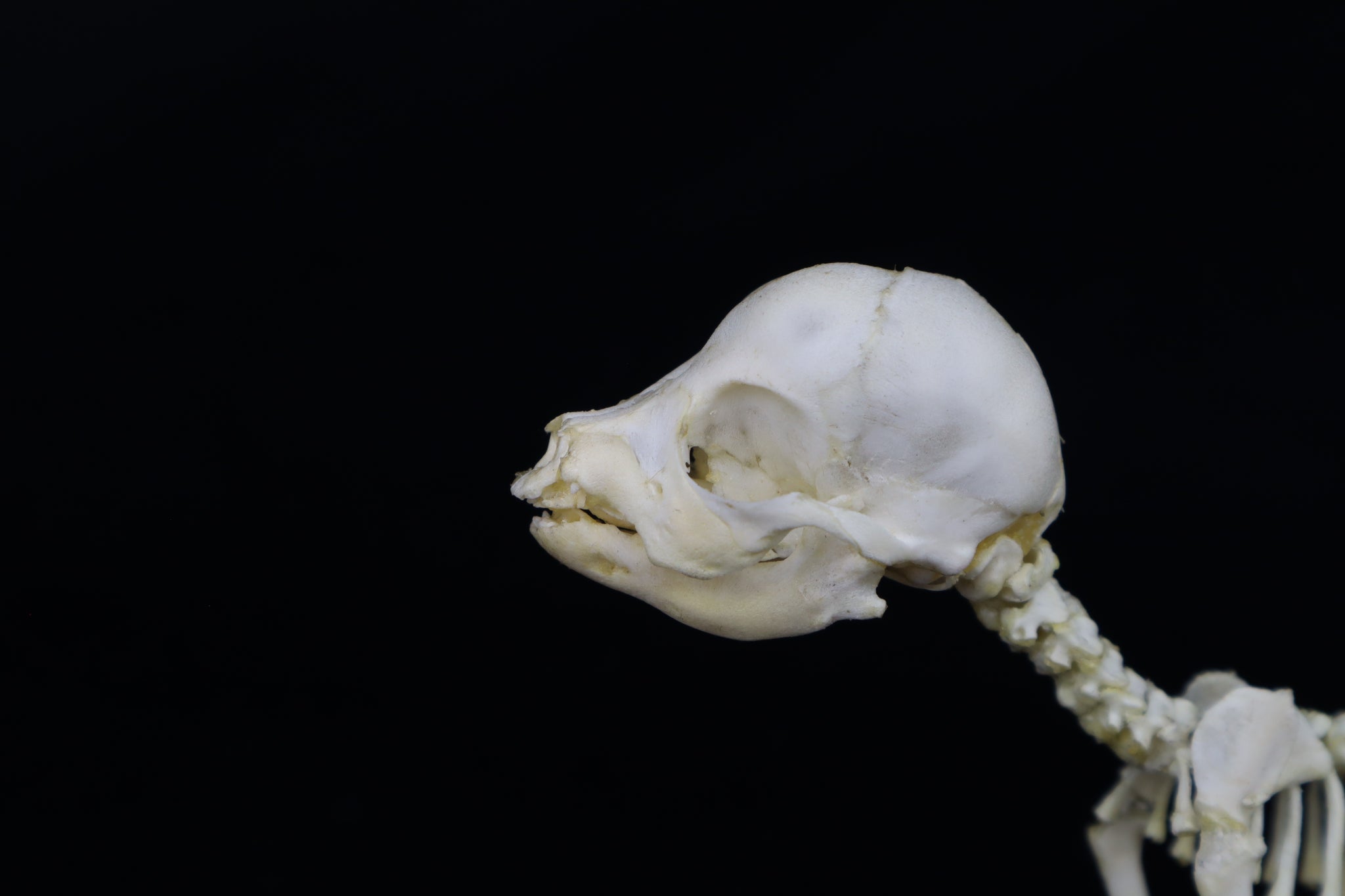 Articulated Stillborn Chihuahua Skeleton