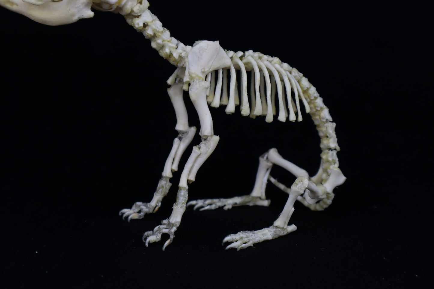 Articulated Stillborn Chihuahua Skeleton