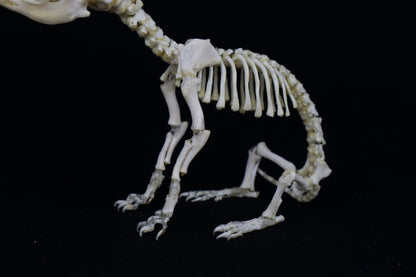 Articulated Stillborn Chihuahua Skeleton