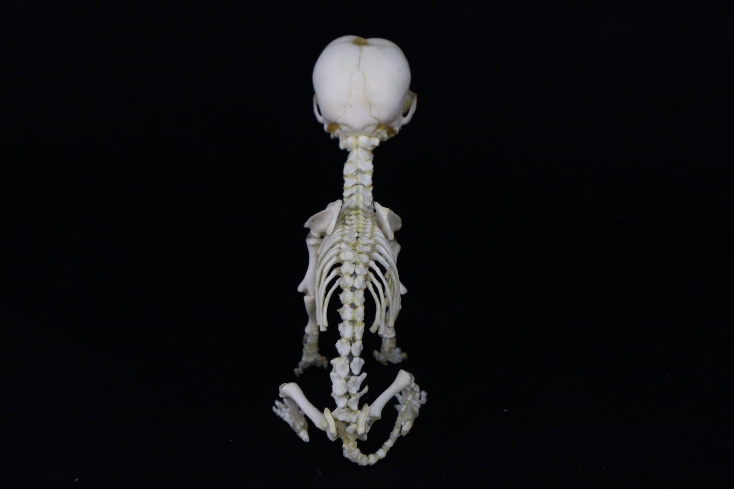 Articulated Stillborn Chihuahua Skeleton