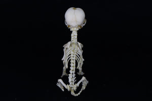 Articulated Stillborn Chihuahua Skeleton