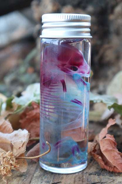 Diaphonized Fetal Coyote Pup