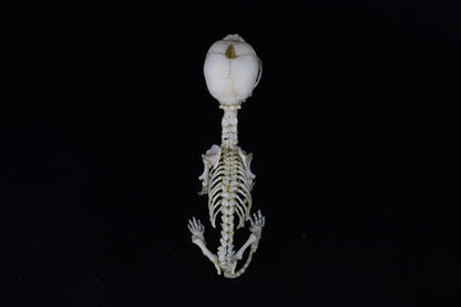 Articulated Stillborn Chihuahua Skeleton
