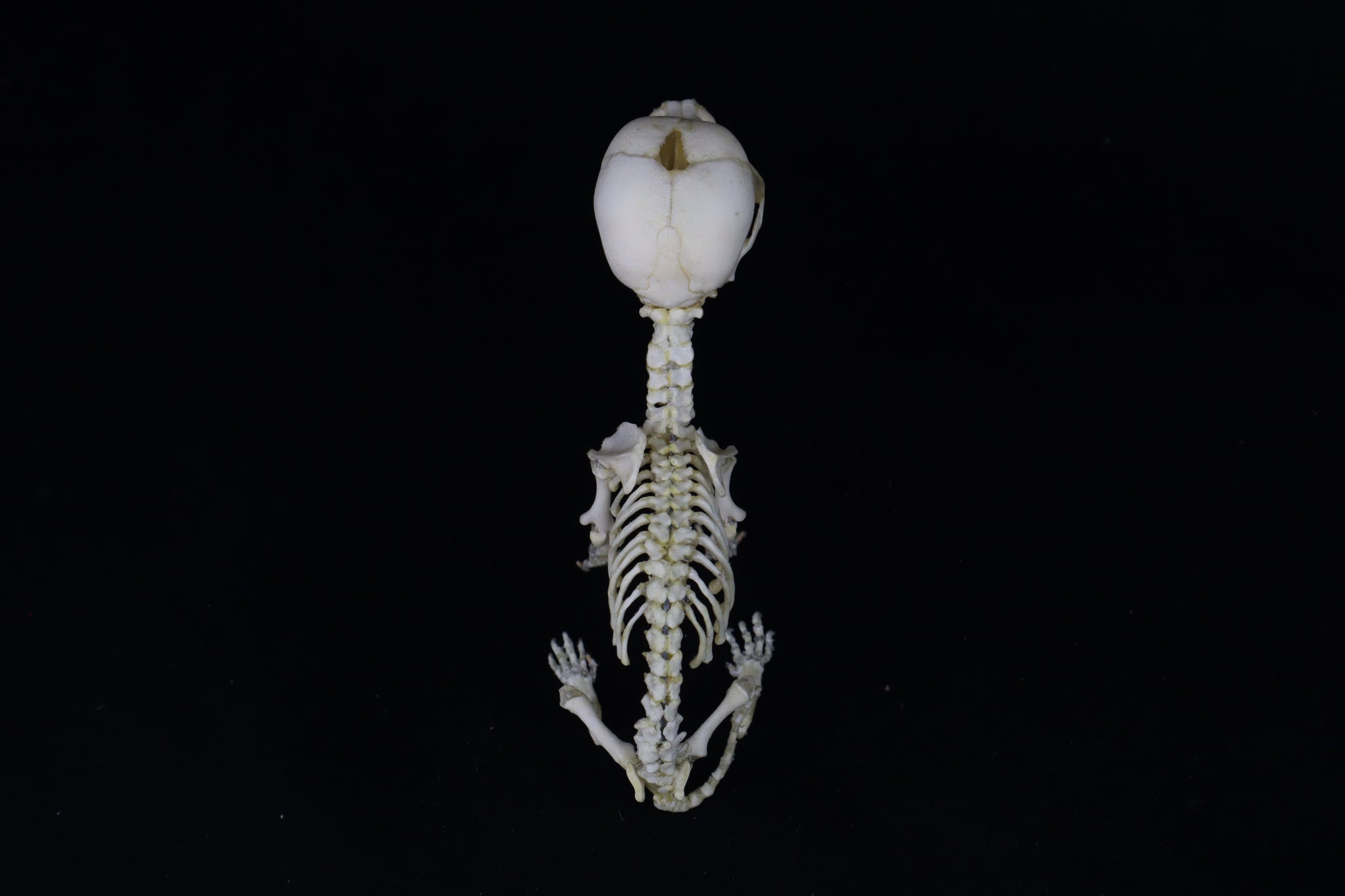 Articulated Stillborn Chihuahua Skeleton