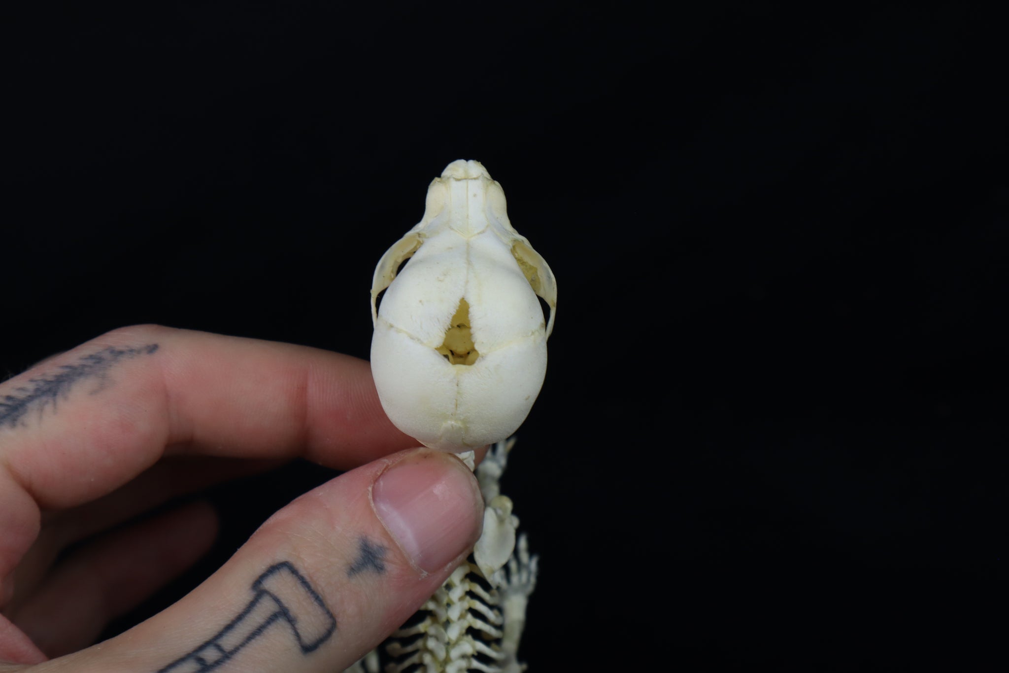 Articulated Stillborn Chihuahua Skeleton