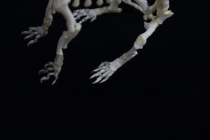 Articulated Stillborn Chihuahua Skeleton