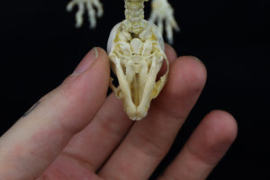 Articulated Stillborn Chihuahua Skeleton