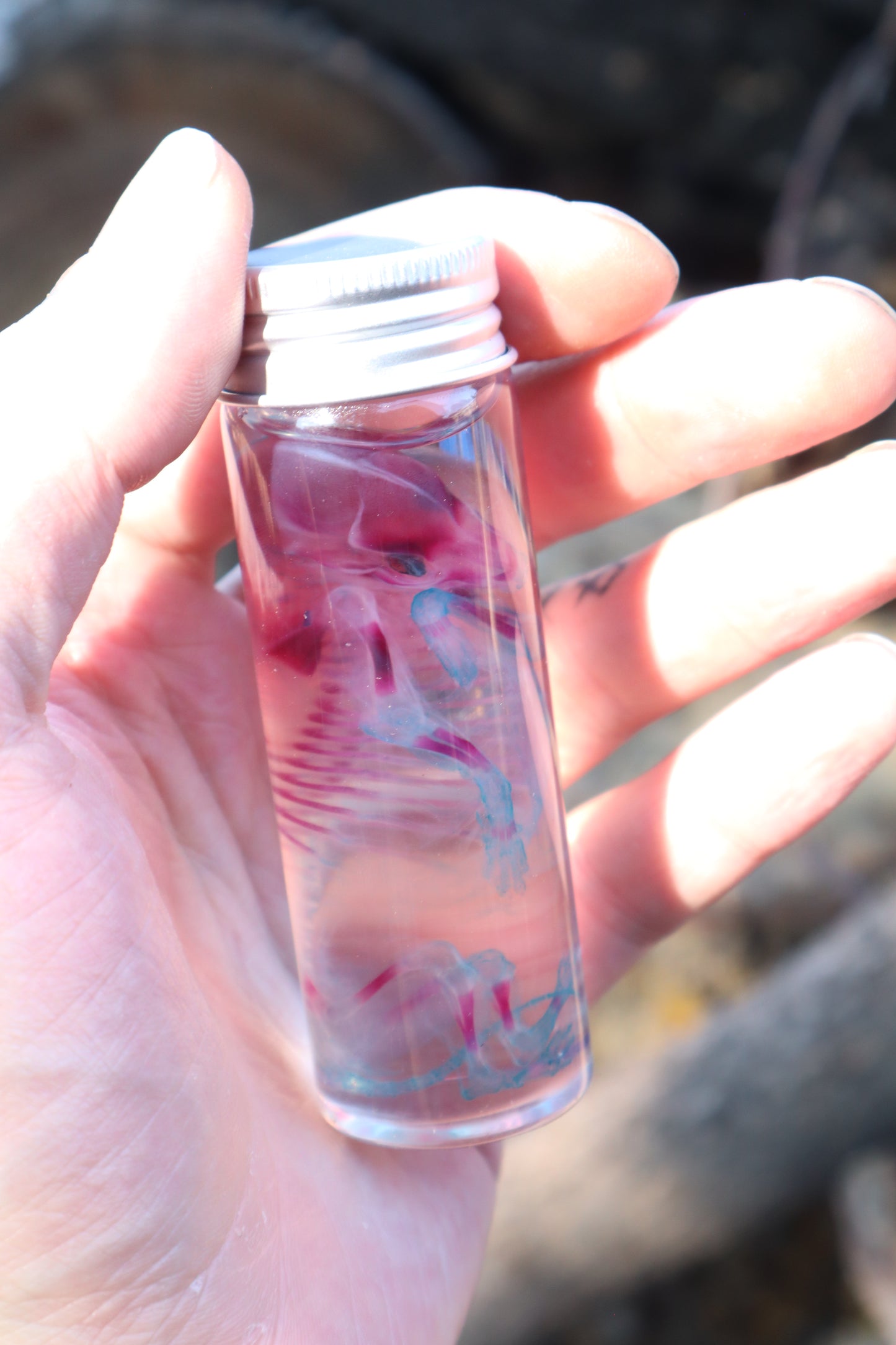 Diaphonized Fetal Coyote Pup