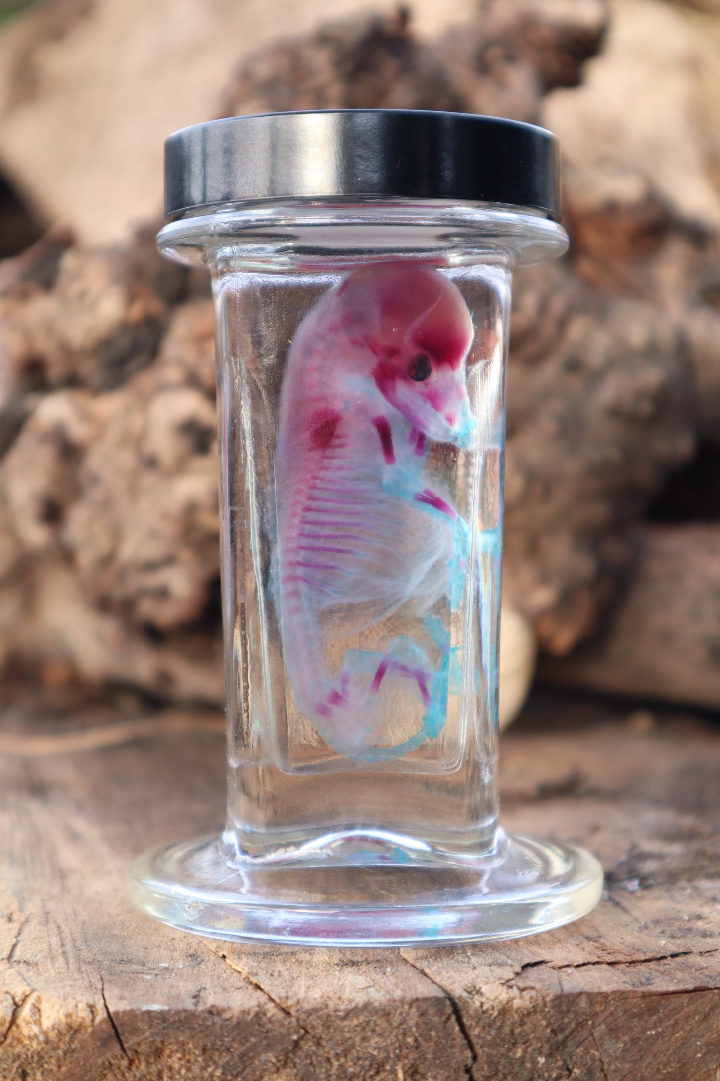 Diaphonized Fetal Coyote Pup