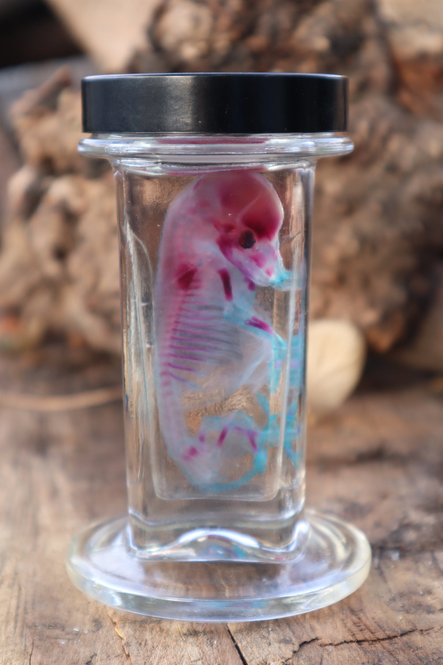 Diaphonized Fetal Coyote Pup