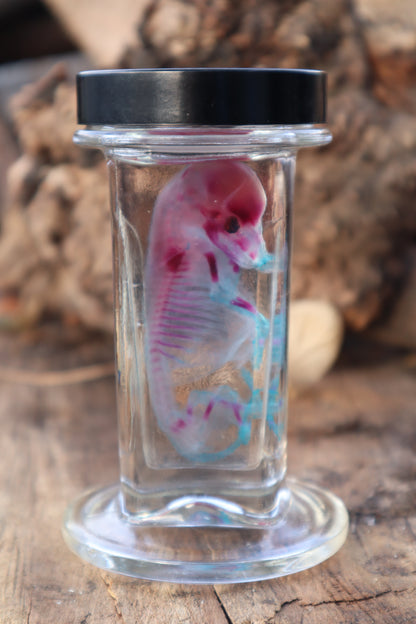 Diaphonized Fetal Coyote Pup