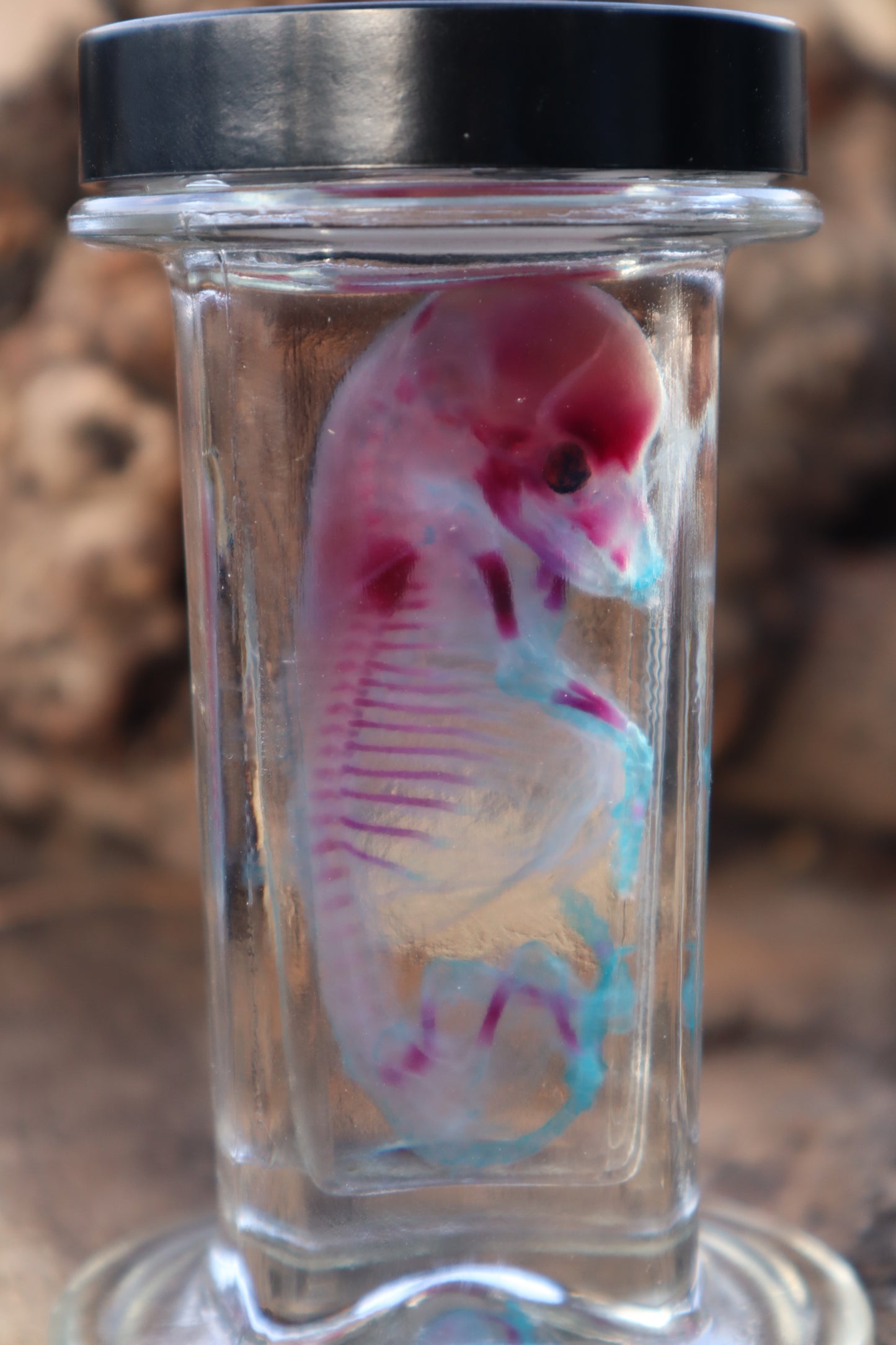 Diaphonized Fetal Coyote Pup