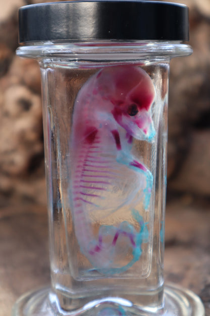 Diaphonized Fetal Coyote Pup