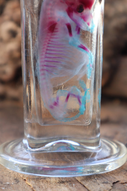 Diaphonized Fetal Coyote Pup