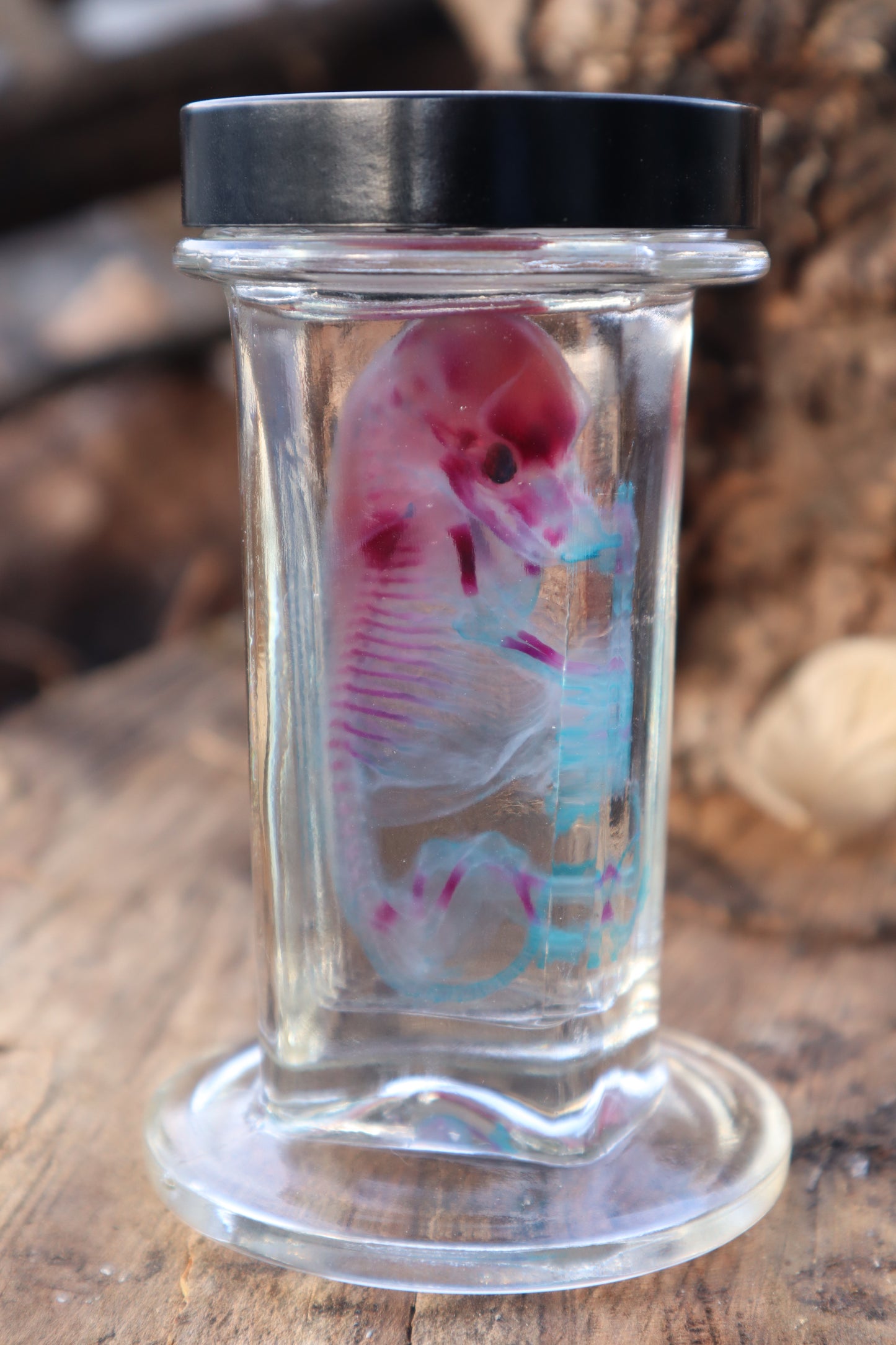 Diaphonized Fetal Coyote Pup