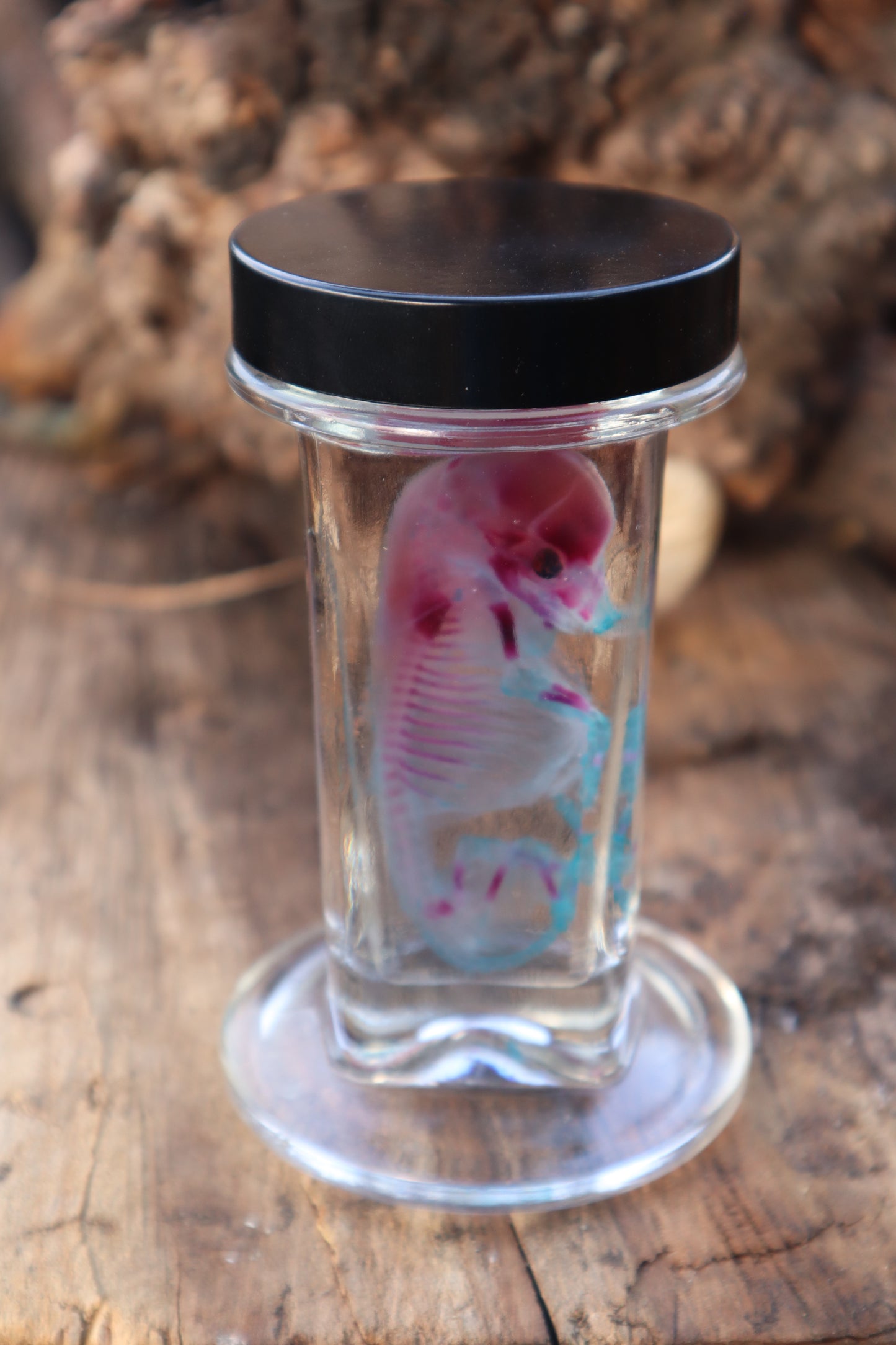 Diaphonized Fetal Coyote Pup