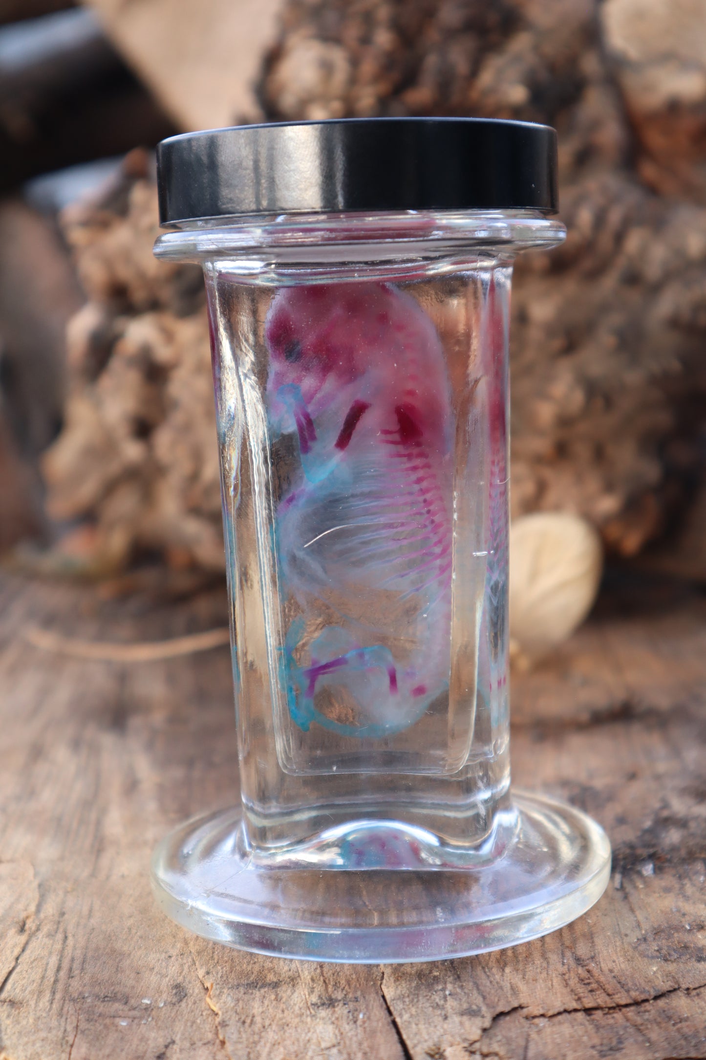 Diaphonized Fetal Coyote Pup