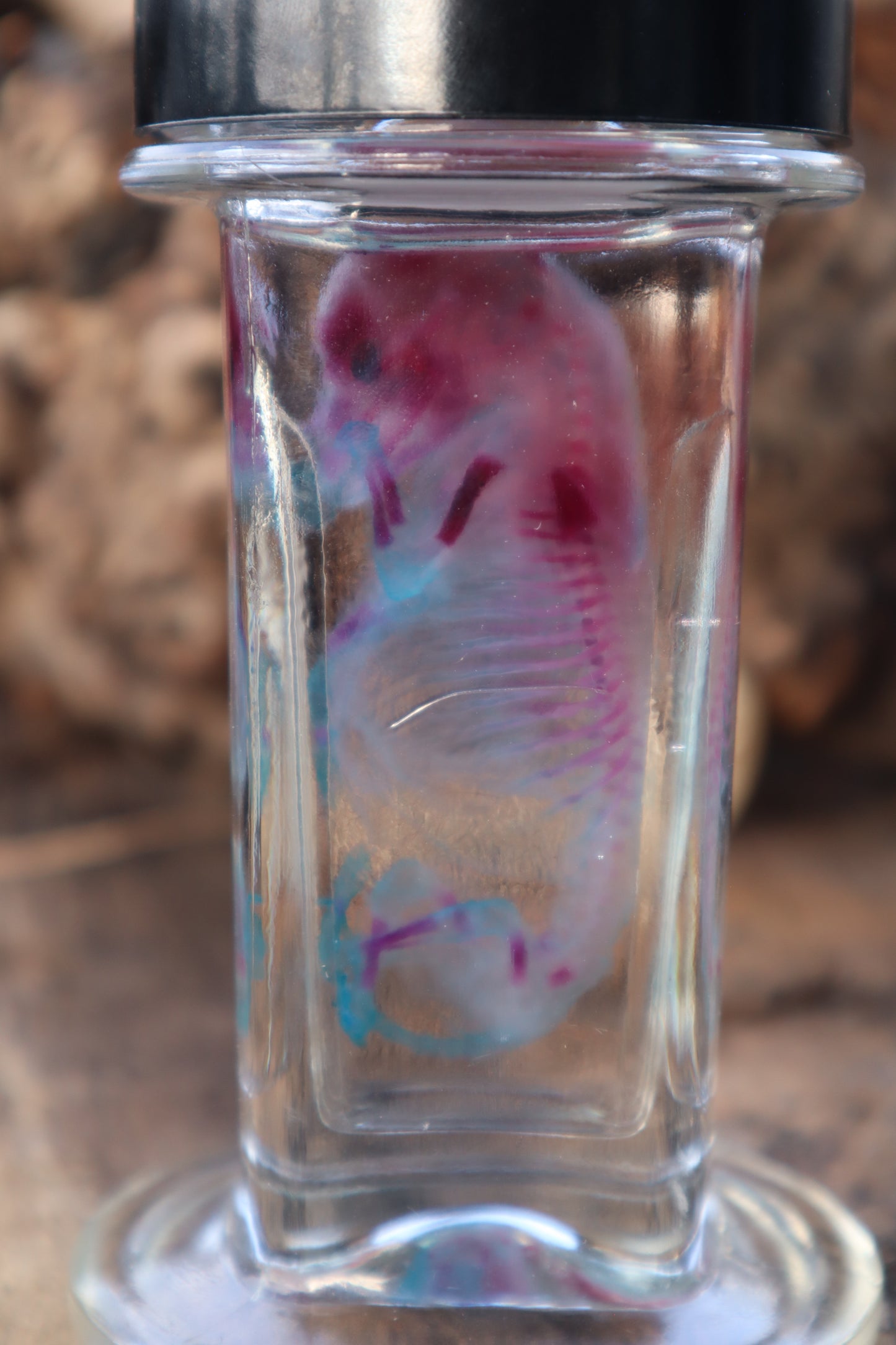 Diaphonized Fetal Coyote Pup