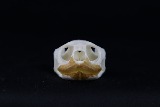 Red Eared Slider Turtle Skull