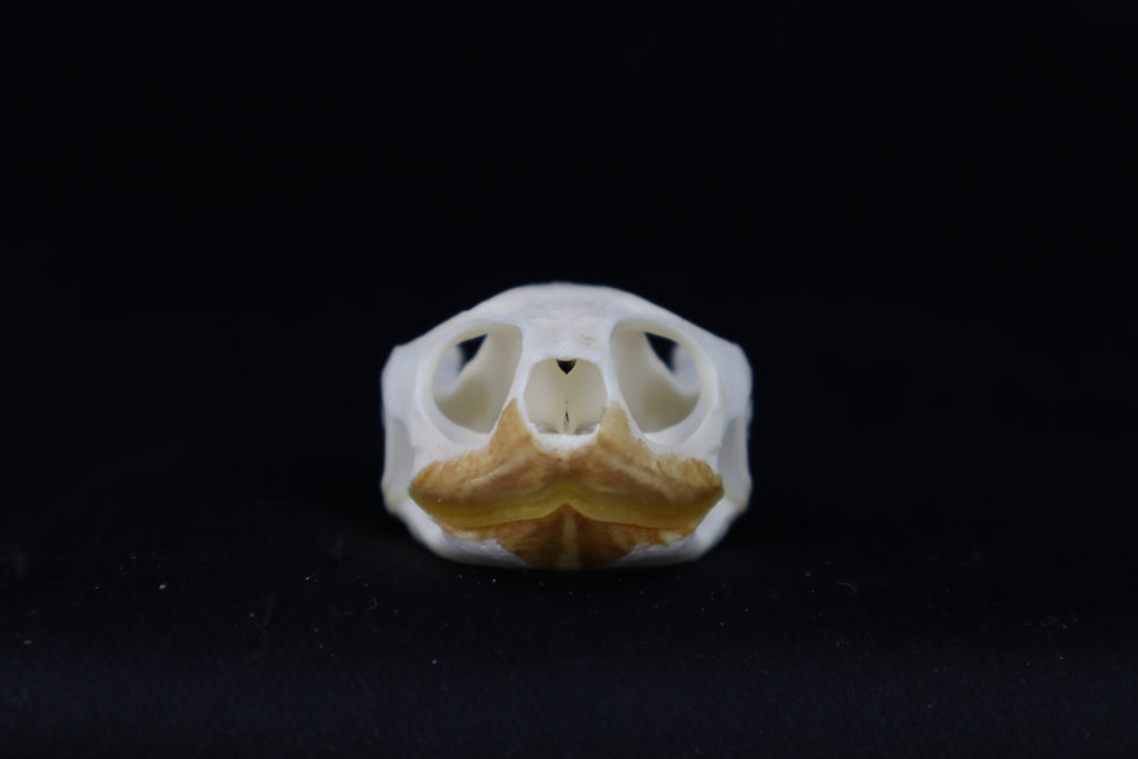 Red Eared Slider Turtle Skull
