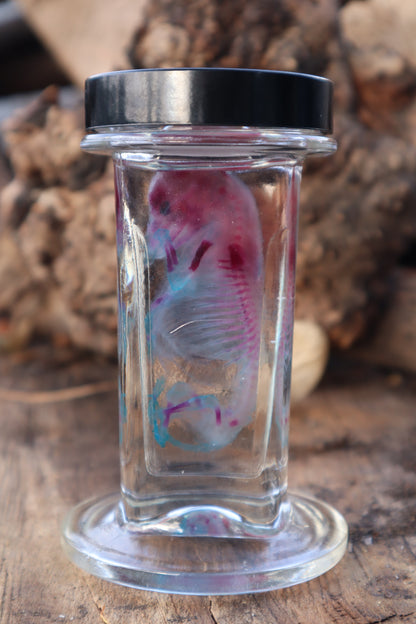 Diaphonized Fetal Coyote Pup