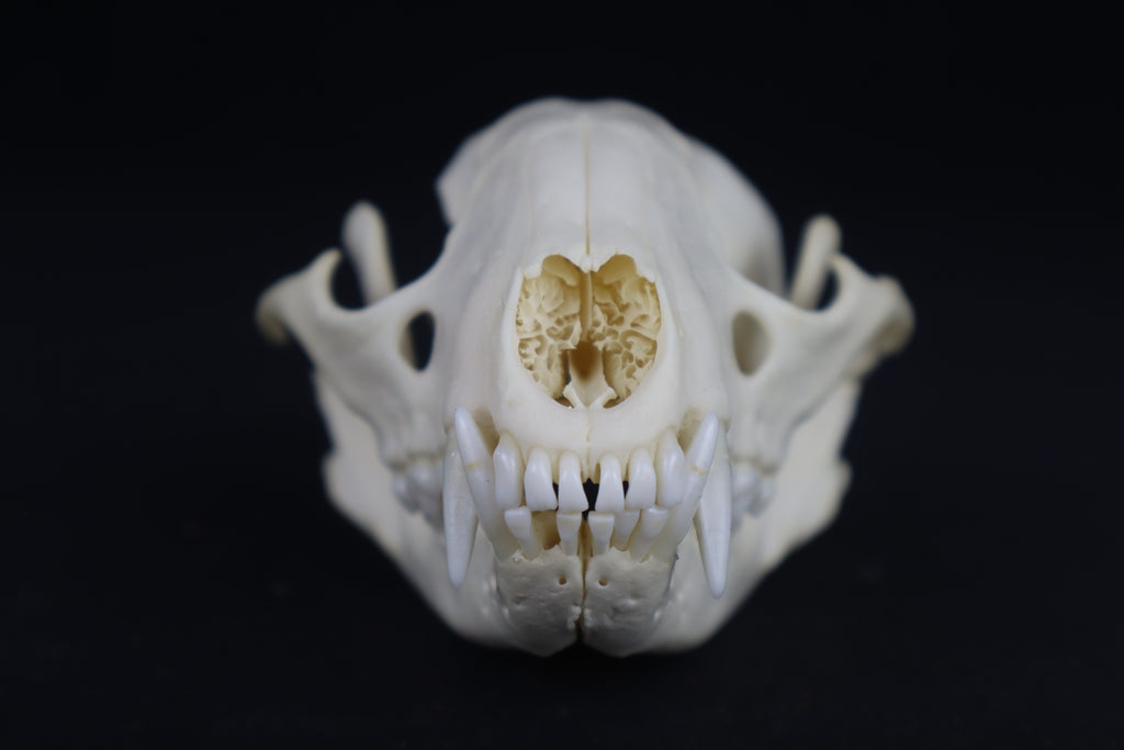 Craft Raccoon Skull