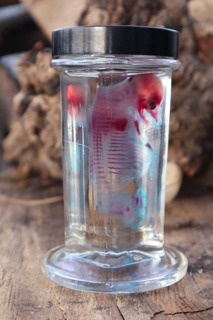 Diaphonized Fetal Coyote Pup