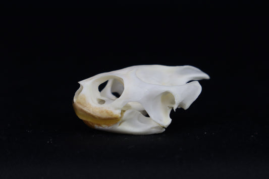 Red Eared Slider Turtle Skull